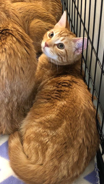 picture of the cat needing adoption