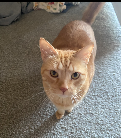 picture of the cat needing adoption