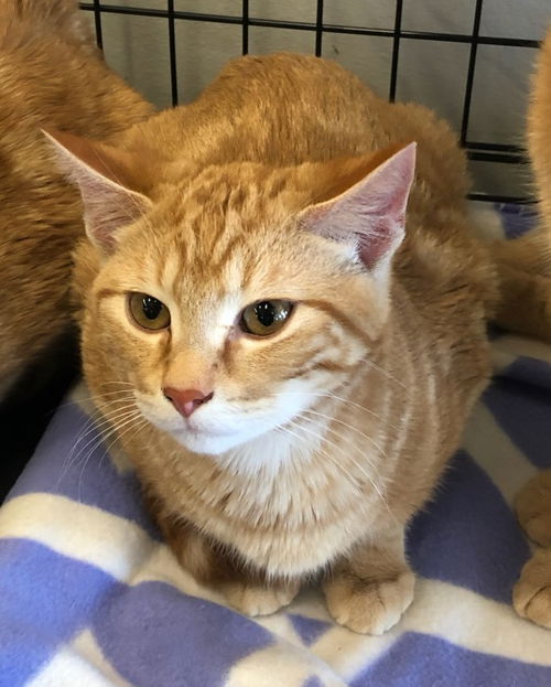 picture of the cat needing adoption