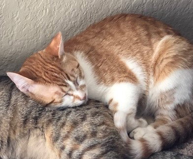 OLIVER - Domestic Short Hair available for adoption
