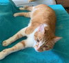Oliver - Photo 1