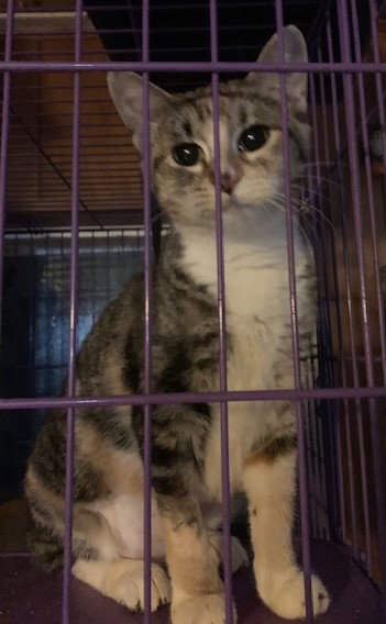 Photo 3 of Bella