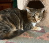 Bella - Photo 1