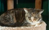 Bella - Photo 2