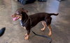 Brownie - Photo 1