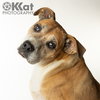 Darcy - Photo 2