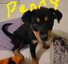 Penny - Photo 3