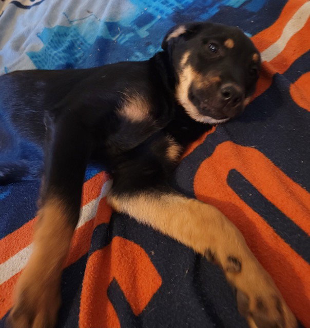 Dog for Adoption Amy, a Rottweiler in Okeene, OK Alpha Paw