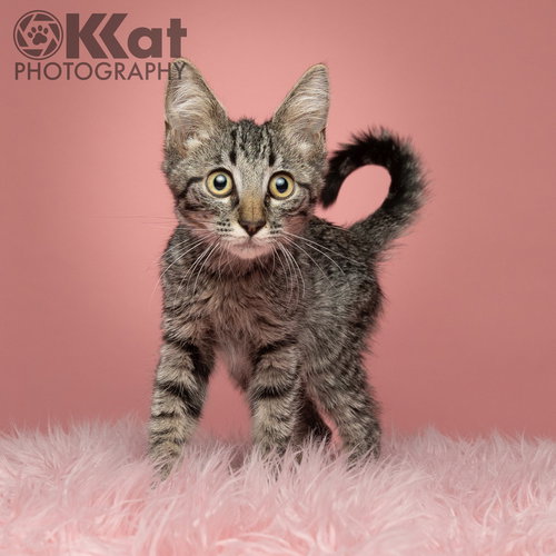 BENTLEY - Domestic Medium Hair available for adoption