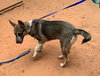 Nala - Photo 3