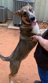 Nala - Photo 4