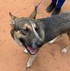 Nala - Photo 5