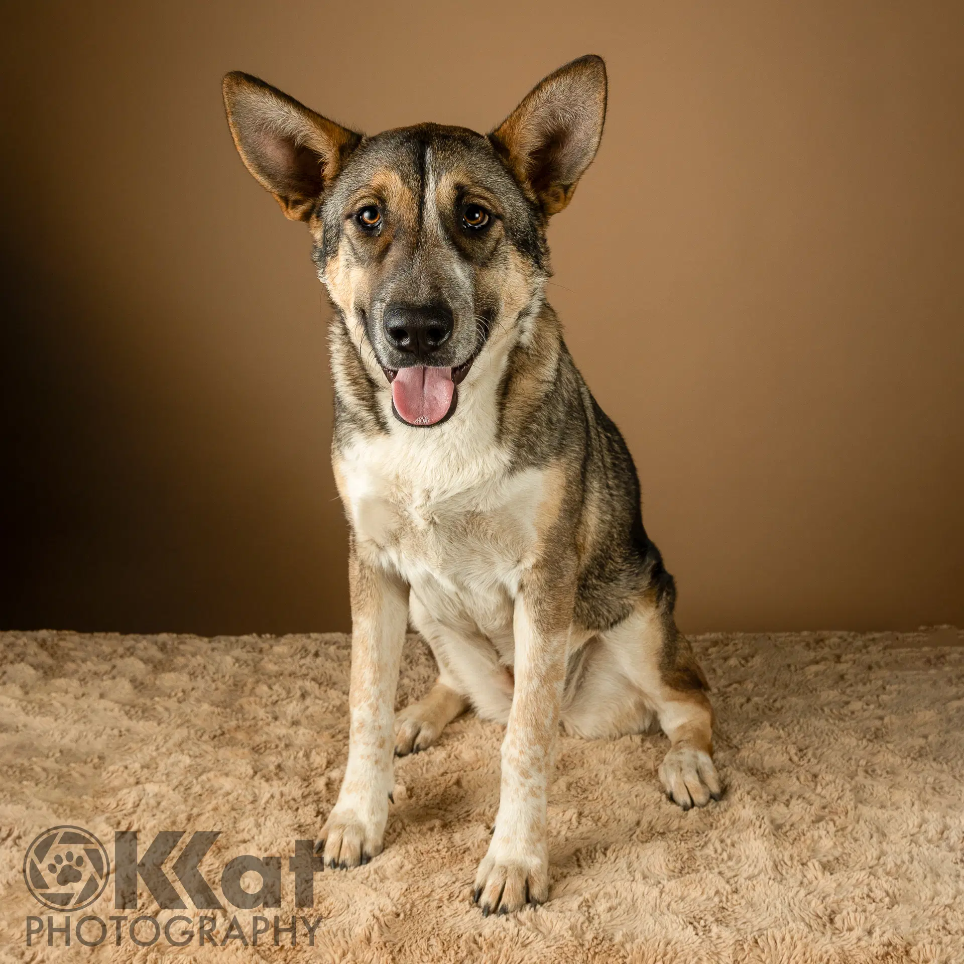 Nala - Shepherd