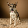 Nala - Photo 1