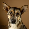 Nala - Photo 2