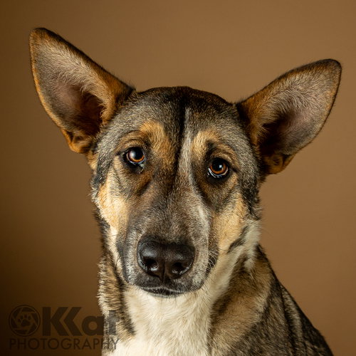 NALA - Shepherd / Australian Shepherd available for adoption