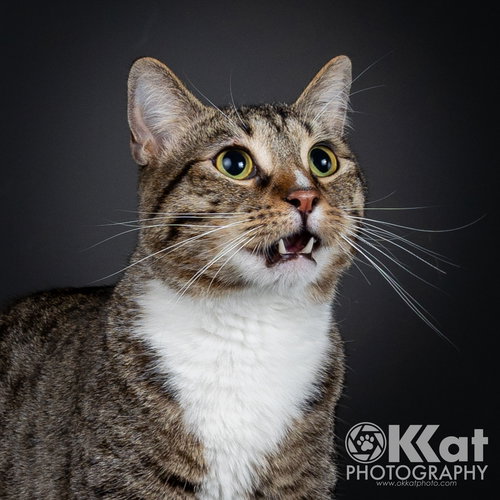 LARRY - Domestic Short Hair / Tabby available for adoption