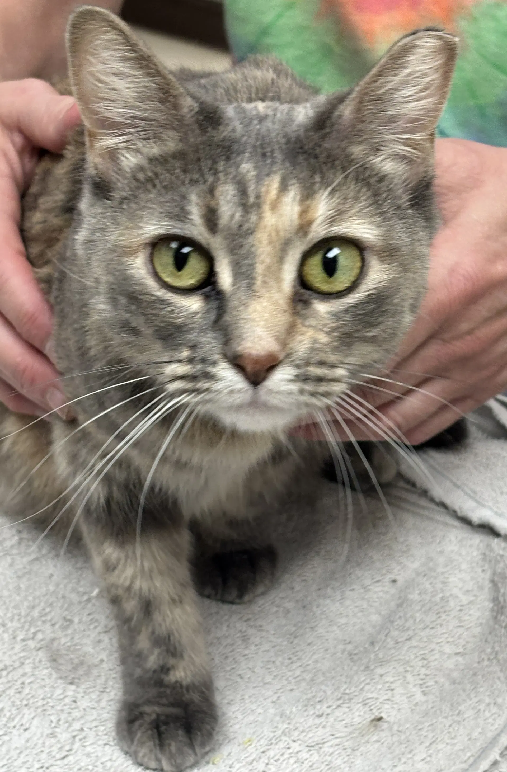 Wilma image 3