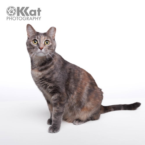 Wilma, a cat for adoption from Misfits, Mutts and Meows, Inc.