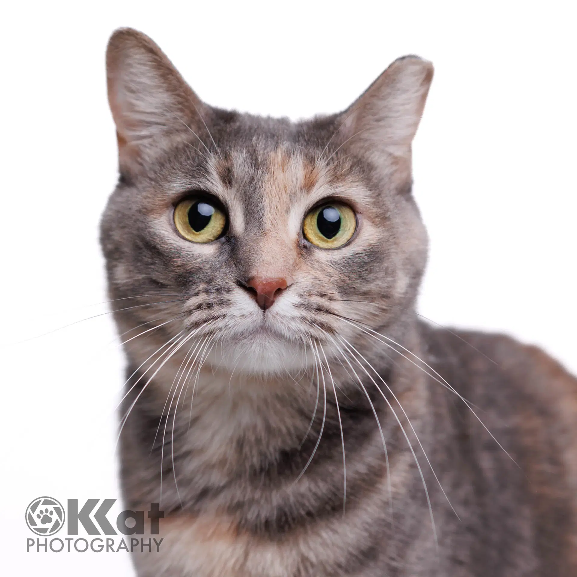 Wilma image 3