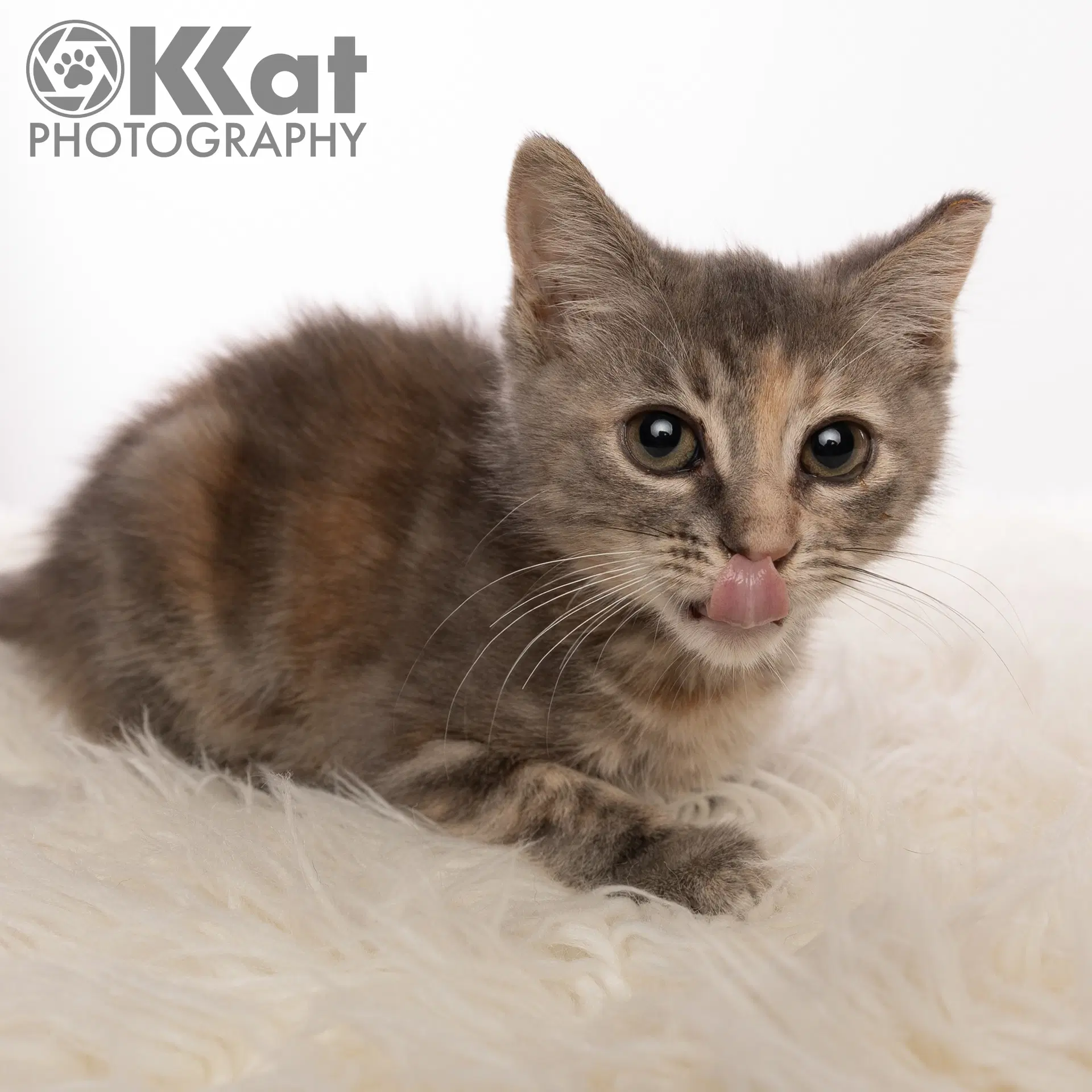 Wilma - Dilute Tortoiseshell