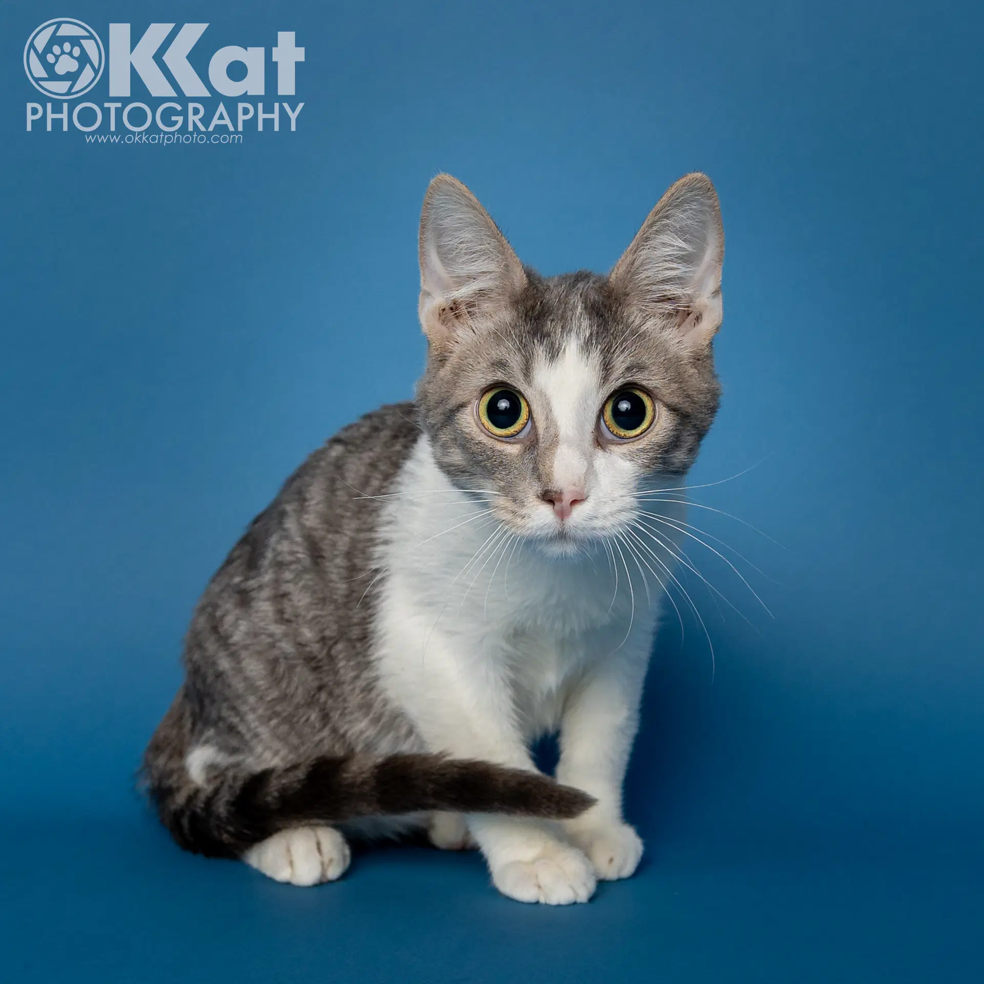 Groot - Domestic Short Hair