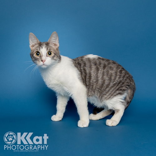 GROOT - Domestic Short Hair available for adoption