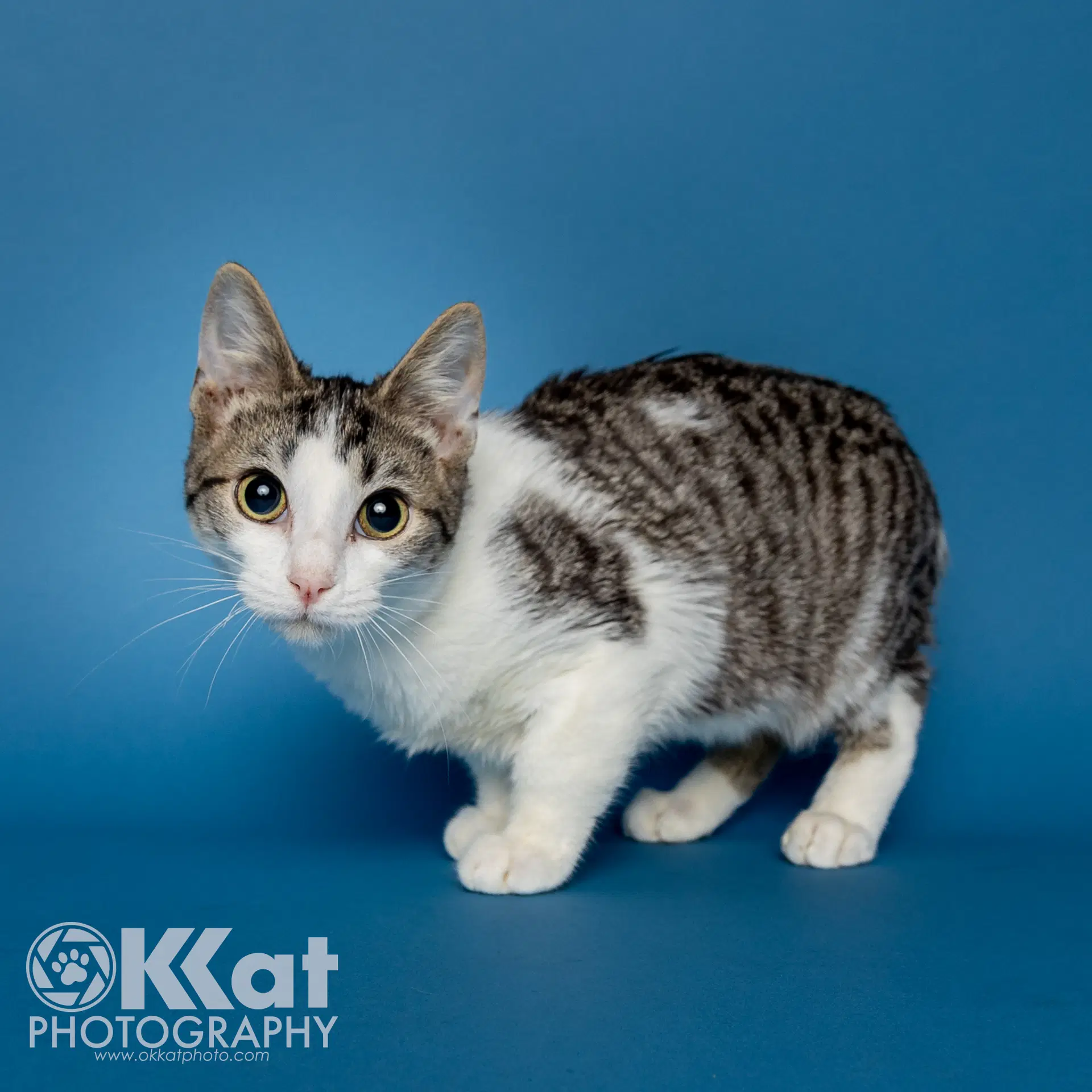 Rocket - Domestic Short Hair