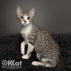 Chessie - Photo 1