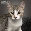 Chessie - Photo 2