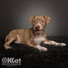 Hank - Photo 1