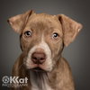 Hank - Photo 2