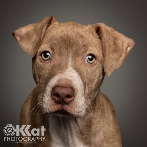 HANK - American Pit Bull Terrier / Cattle Dog available for adoption