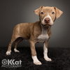 Hank - Photo 3