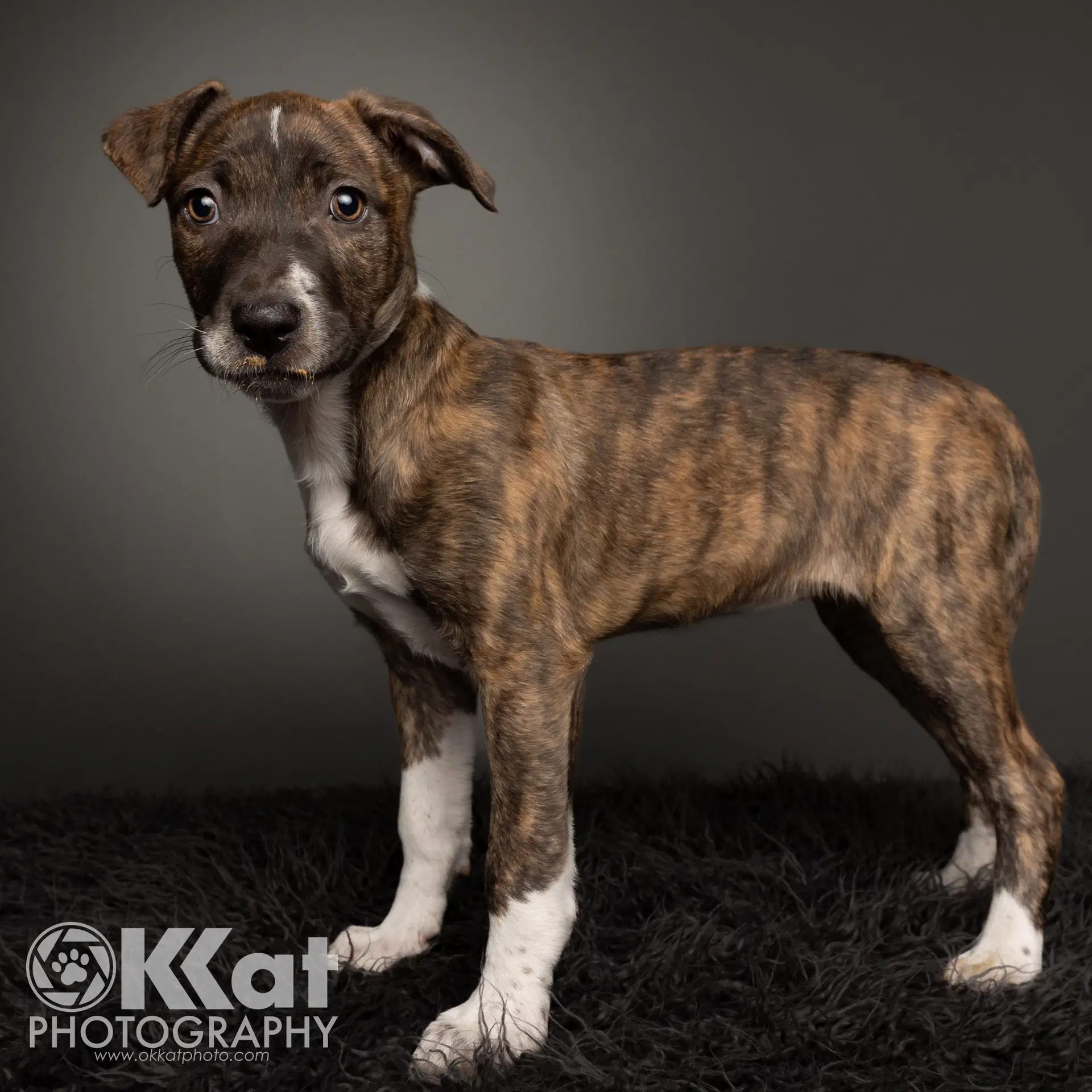 Sheba - American Pit Bull Terrier