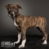 Sheba - Photo 1