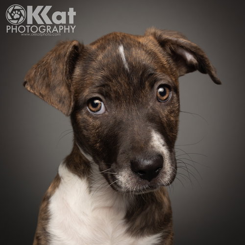SHEBA - American Pit Bull Terrier / Cattle Dog available for adoption