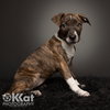 Sheba - Photo 3