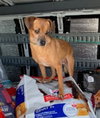 Houdini - Photo 4