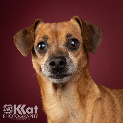 HOUDINI - Chihuahua available for adoption