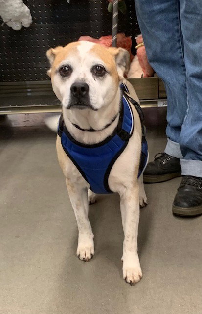 LEO - Bulldog available for adoption