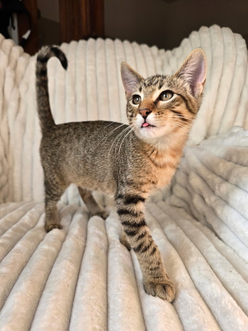 picture of the cat needing adoption