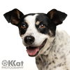 Pete - Photo 2