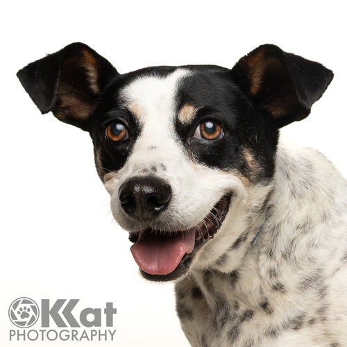 PETE - Terrier available for adoption