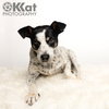 Pete - Photo 3