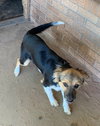 Penelope - Photo 3