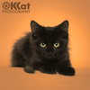 Black Beans - Photo 1