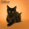 Black Beans - Photo 2