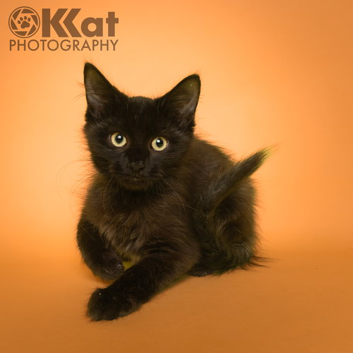 BLACK BEANS - Domestic Medium Hair available for adoption