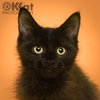Black Beans - Photo 3